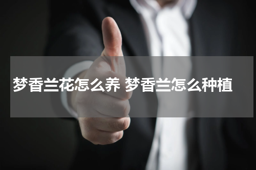 梦香兰花怎么养 梦香兰怎么种植