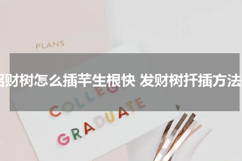 招财树怎么插芊生根快 发财树扦插方法