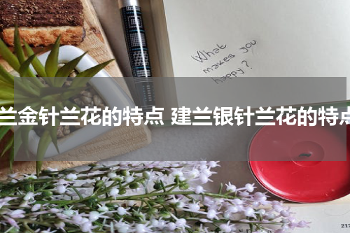 建兰金针兰花的特点 建兰银针兰花的特点