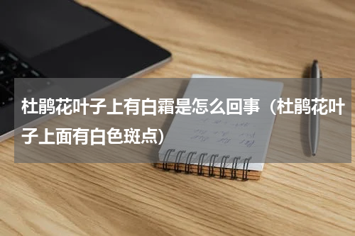 杜鹃花叶子上有白霜是怎么回事（杜鹃花叶子上面有白色斑点）