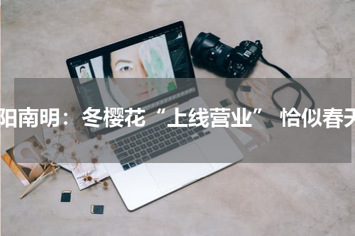 贵阳南明：冬樱花“上线营业” 恰似春天