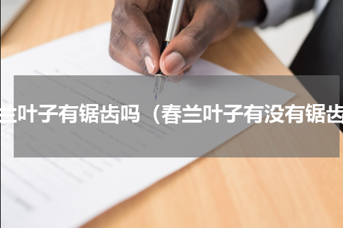 春兰叶子有锯齿吗（春兰叶子有没有锯齿）