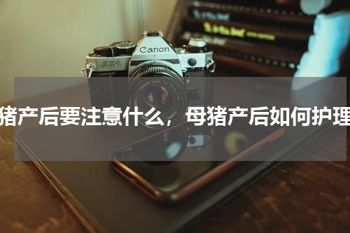 母猪产后要注意什么，母猪产后如何护理？