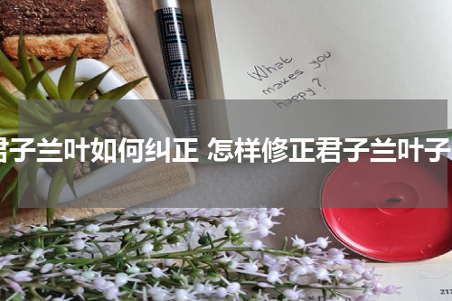 君子兰叶如何纠正 怎样修正君子兰叶子