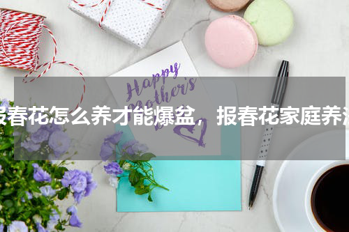 报春花怎么养才能爆盆，报春花家庭养法