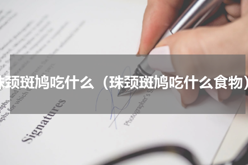 珠颈斑鸠吃什么（珠颈斑鸠吃什么食物）