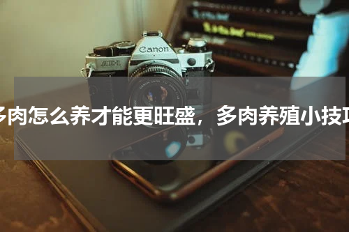 多肉怎么养才能更旺盛，多肉养殖小技巧