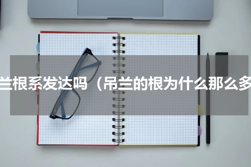 吊兰根系发达吗（吊兰的根为什么那么多）