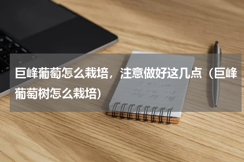 巨峰葡萄怎么栽培，注意做好这几点（巨峰葡萄树怎么栽培）