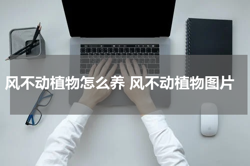 风不动植物怎么养 风不动植物图片