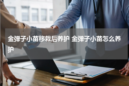 金弹子小苗移栽后养护 金弹子小苗怎么养护