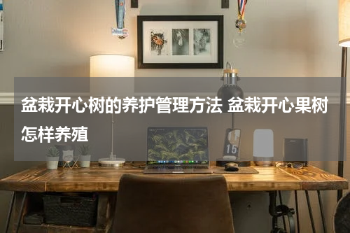 盆栽开心树的养护管理方法 盆栽开心果树怎样养殖