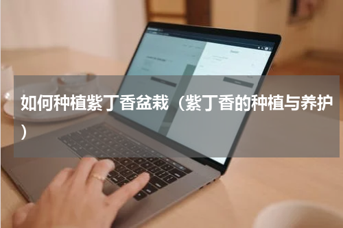 如何种植紫丁香盆栽（紫丁香的种植与养护）