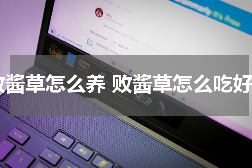 败酱草怎么养 败酱草怎么吃好