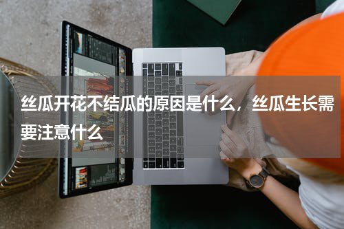 丝瓜开花不结瓜的原因是什么，丝瓜生长需要注意什么